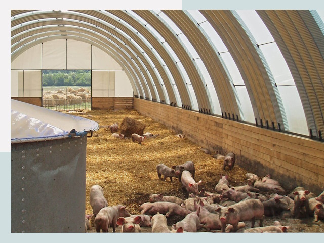 Строительство свинарников в Щелково